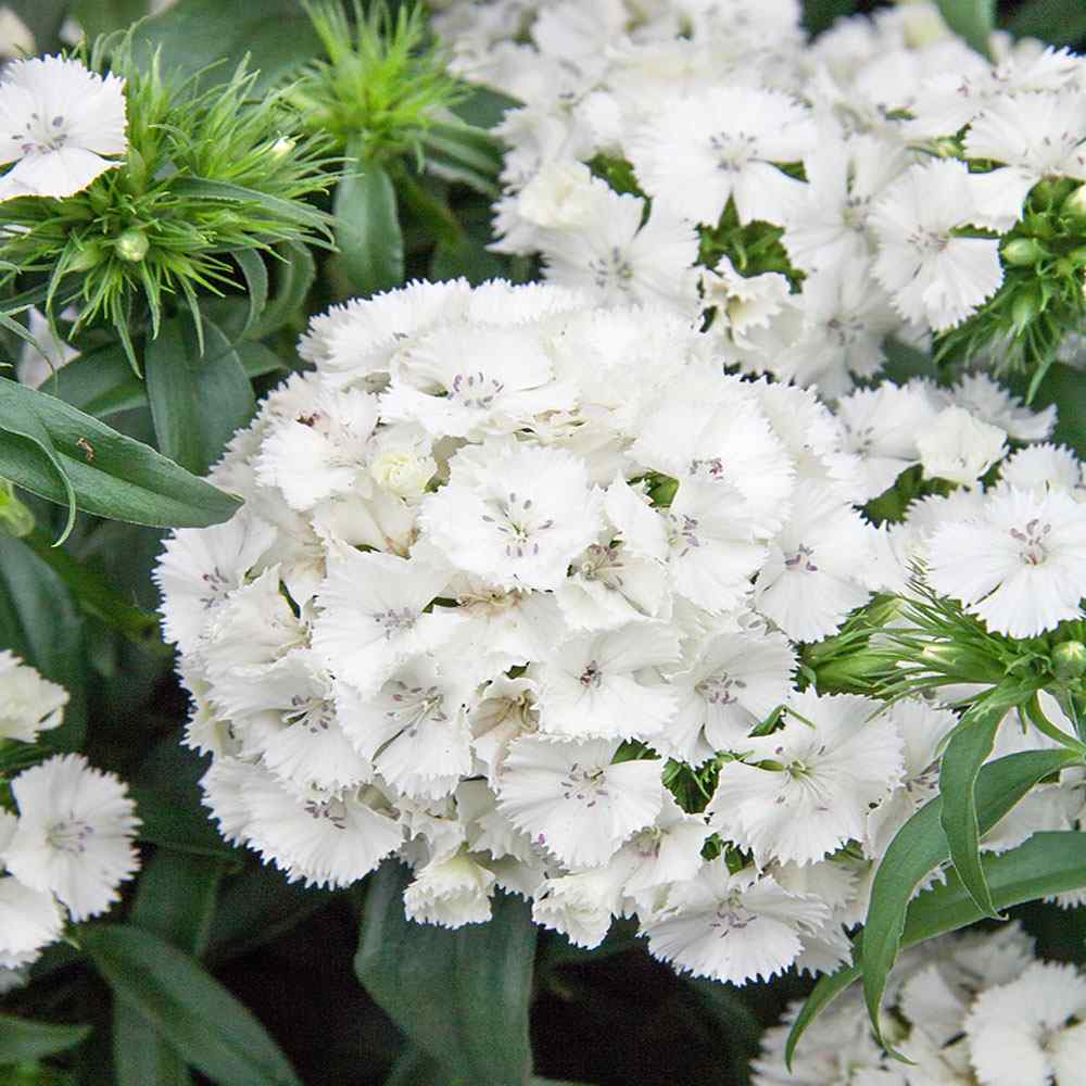Dianthus Flower Seed for Planting 100 - Flower for planting in home garden